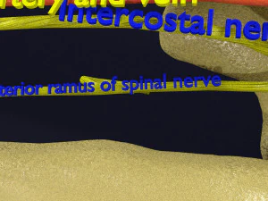 Intercostal space anatomy 3D Model