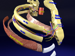 Intercostal space anatomy 3D 모델