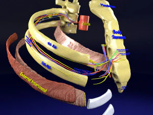 Intercostal space anatomy 3D Model