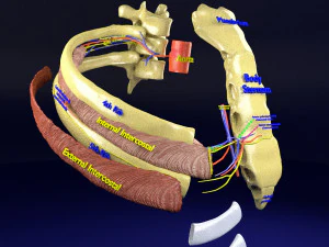 Intercostal space anatomy 3D Model