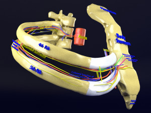 Intercostal space anatomy 3D 모델