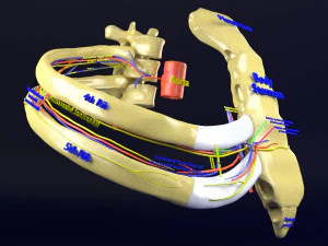 Intercostal space anatomy 3D Model