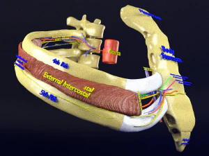 Intercostal space anatomy 3D Model
