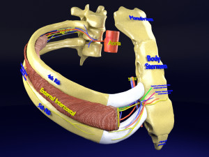 Intercostal space anatomy 3D 모델