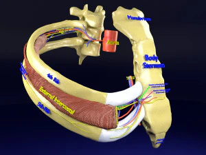 Intercostal space anatomy 3D Model