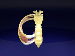 Intercostal space anatomy 3D Model