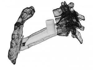 Intercostal space anatomy 3D Model