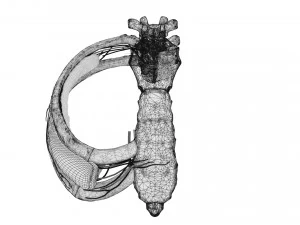 Intercostal space anatomy 3D Model