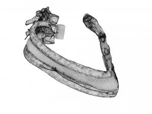 Intercostal space anatomy 3D Model