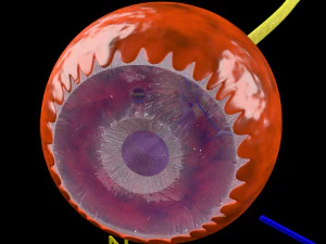 Diabetic eye diseases model 3D Model
