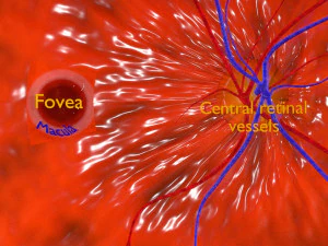Diabetic eye diseases model 3D Model