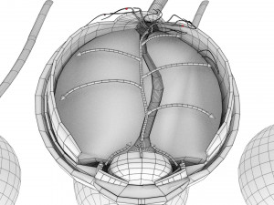 Diabetic eye diseases model 3Dモデル
