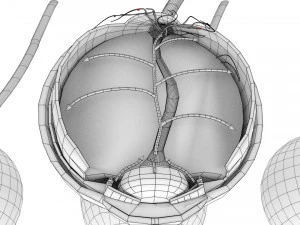 Diabetic eye diseases model 3D Model