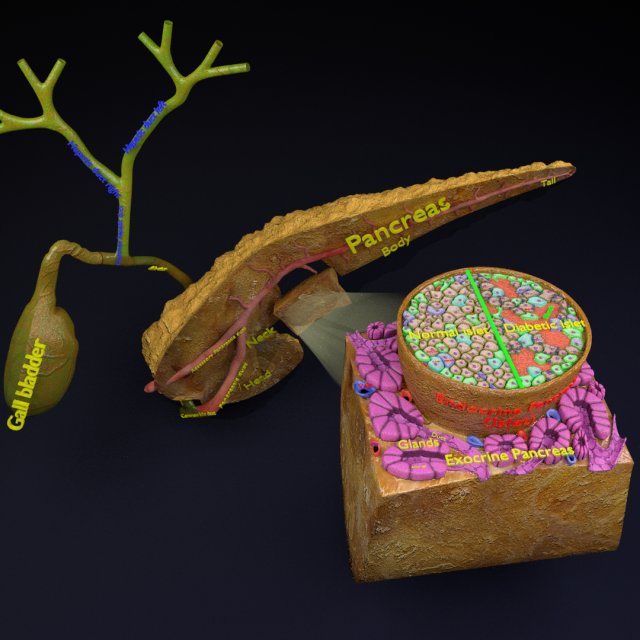 Diabetes pancreas anatomy microscopy islet beta insulin model Modelo 3D .c4d .max .obj .3ds .fbx .stl .blend 