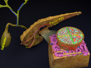Diabetes pancreas anatomy microscopy islet beta insulin model 3D Model