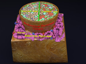 Diabetes pancreas anatomy microscopy islet beta insulin model Modelo 3D