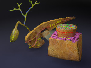 Diabetes pancreas anatomy microscopy islet beta insulin model Modelo 3D