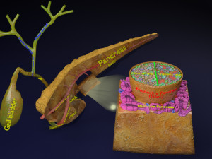 Diabetes pancreas anatomy microscopy islet beta insulin model Modelo 3D