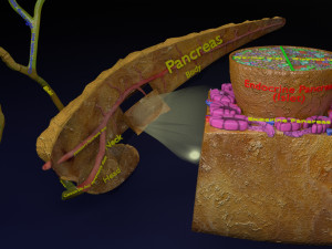 Diabetes pancreas anatomy microscopy islet beta insulin model Modelo 3D