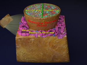Diabetes pancreas anatomy microscopy islet beta insulin model Modelo 3D