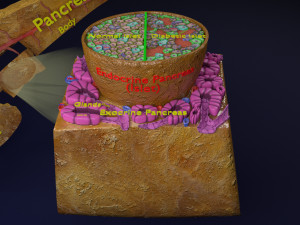 Diabetes pancreas anatomy microscopy islet beta insulin model Modelo 3D