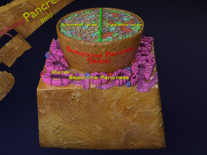 Diabetes pancreas anatomy microscopy islet beta insulin model Modelo 3D