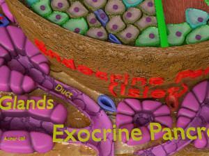 Diabetes pancreas anatomy microscopy islet beta insulin model Modelo 3D