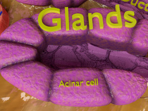 Diabetes pancreas anatomy microscopy islet beta insulin model Modelo 3D