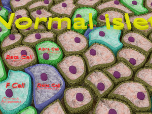 Diabetes pancreas anatomy microscopy islet beta insulin model Modelo 3D