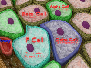 Diabetes pancreas anatomy microscopy islet beta insulin model Modelo 3D
