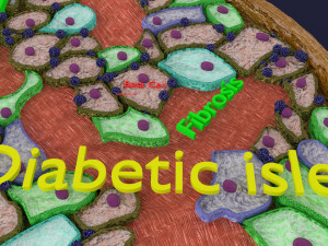 Diabetes pancreas anatomy microscopy islet beta insulin model Modelo 3D