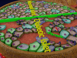 Diabetes pancreas anatomy microscopy islet beta insulin model Modelo 3D