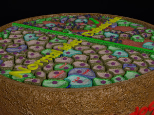 Diabetes pancreas anatomy microscopy islet beta insulin model Modelo 3D