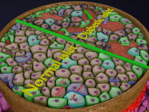 Diabetes pancreas anatomy microscopy islet beta insulin model Modelo 3D