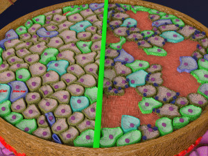 Diabetes pancreas anatomy microscopy islet beta insulin model Modelo 3D