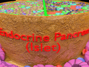 Diabetes pancreas anatomy microscopy islet beta insulin model Modelo 3D