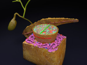 Diabetes pancreas anatomy microscopy islet beta insulin model Modelo 3D