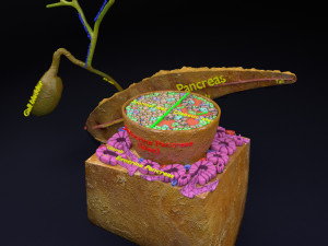 Diabetes pancreas anatomy microscopy islet beta insulin model Modelo 3D