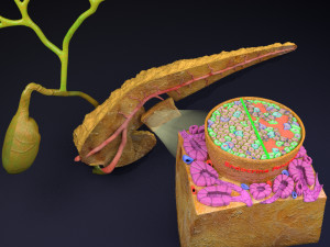 Diabetes pancreas anatomy microscopy islet beta insulin model Modelo 3D