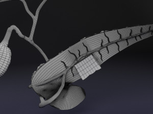 Diabetes pancreas anatomy microscopy islet beta insulin model Modelo 3D