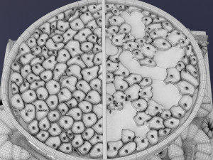 Diabetes pancreas anatomy microscopy islet beta insulin model Modelo 3D