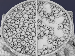 Diabetes pancreas anatomy microscopy islet beta insulin model Modelo 3D