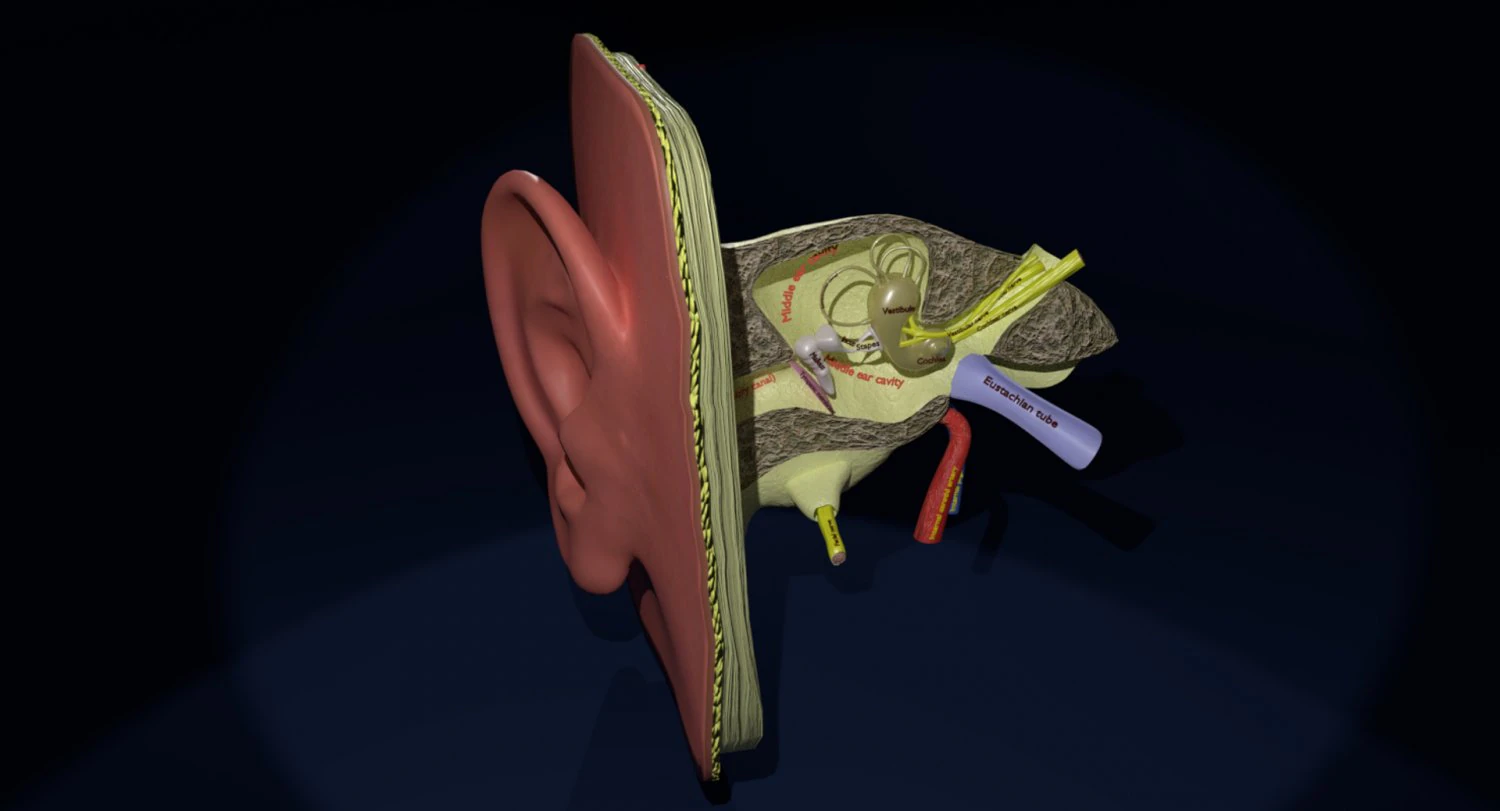Ear anatomy cross section model 3D Model .c4d .max .obj .3ds .fbx .stl .blend 