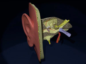 Kulak anatomisi kesit modeli 3D Model