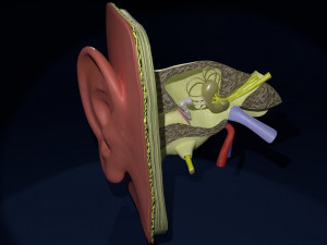 Ear anatomy cross section model Modèle 3D