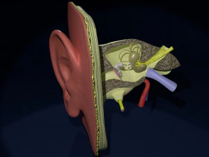 Ear anatomy cross section model 3D Model