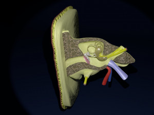 Ear anatomy cross section model Modèle 3D