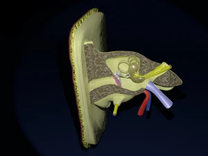 Ear anatomy cross section model 3D Model