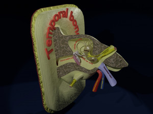 Ear anatomy cross section model Modèle 3D