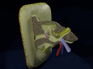 Ear anatomy cross section model Modèle 3D